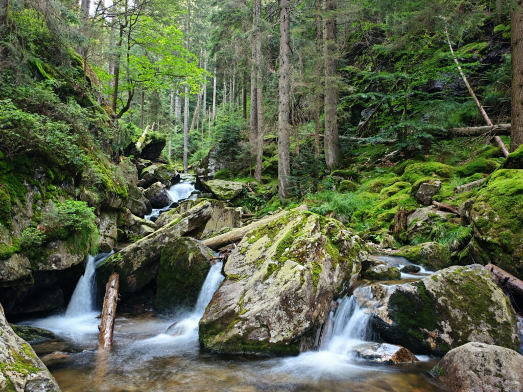 Rieslochfälle Wanderung leicht: Zu dieser Landschaft im Bayerischen Wald